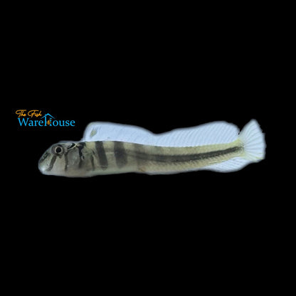 Freshwater Zebra Blenny (Omobranchus zebra)