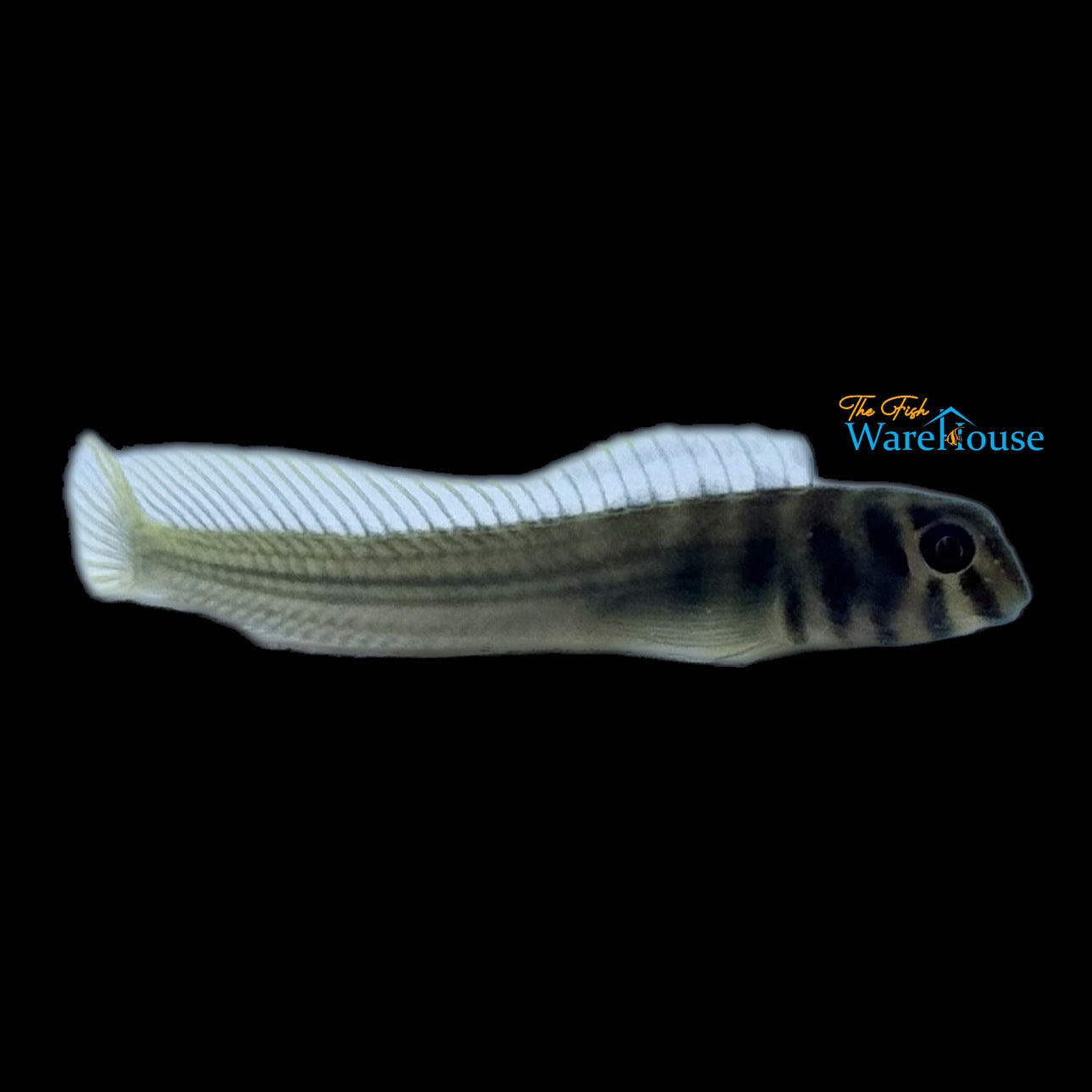 Freshwater Zebra Blenny (Omobranchus zebra)