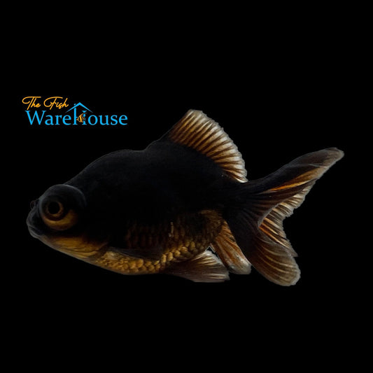 Black Moor Goldfish (Carassius auratus)