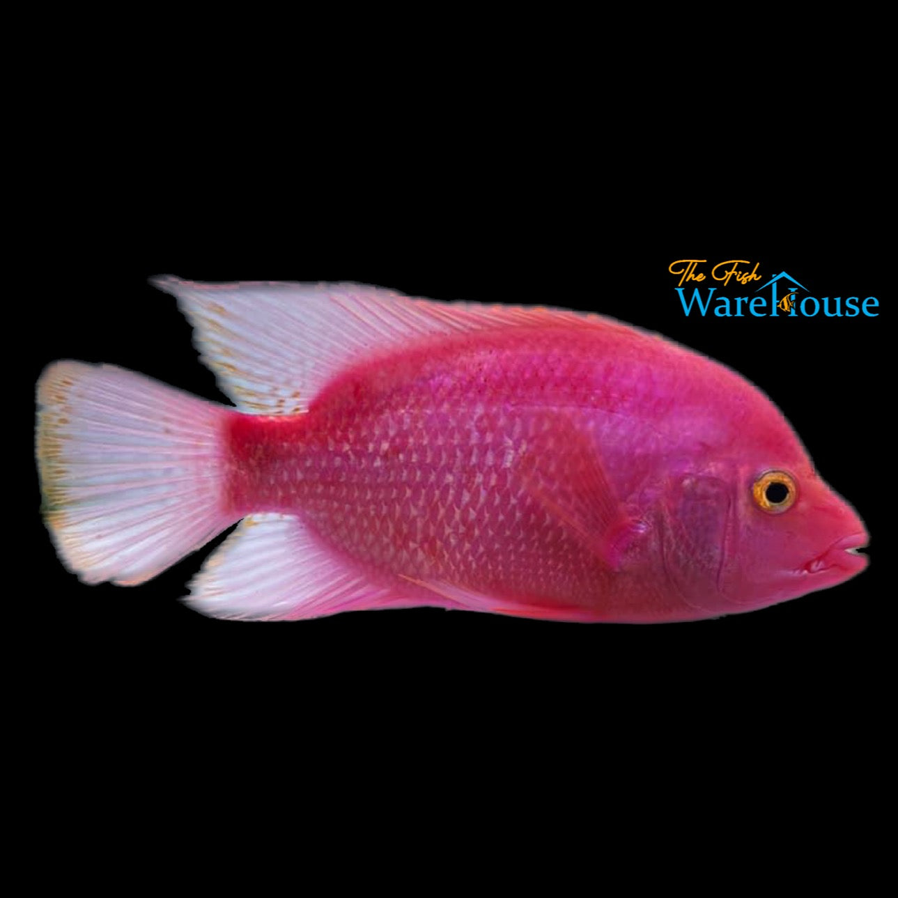 Purple Rose Queen Cichlid (Amphilophus citronellus x Vieja sp.)