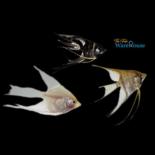 Assorted Veil Angelfish (Pterophyllum scalare)