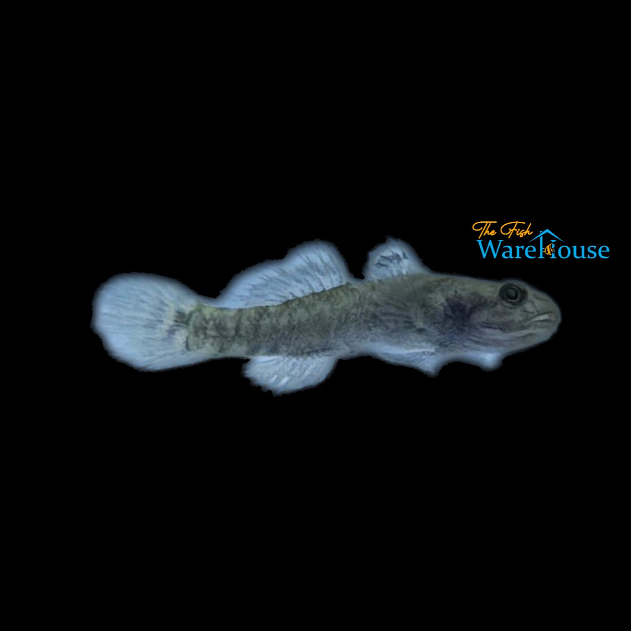 Dwarf Mangrove Goby (Mugilogobius cavifrons)