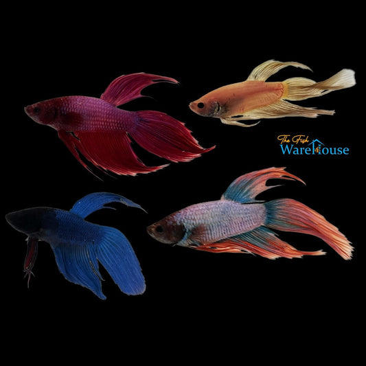 Assorted Veiltail Betta - Male (Betta splendens)