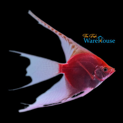 GloFish Angelfish (Pterophyllum scalare)