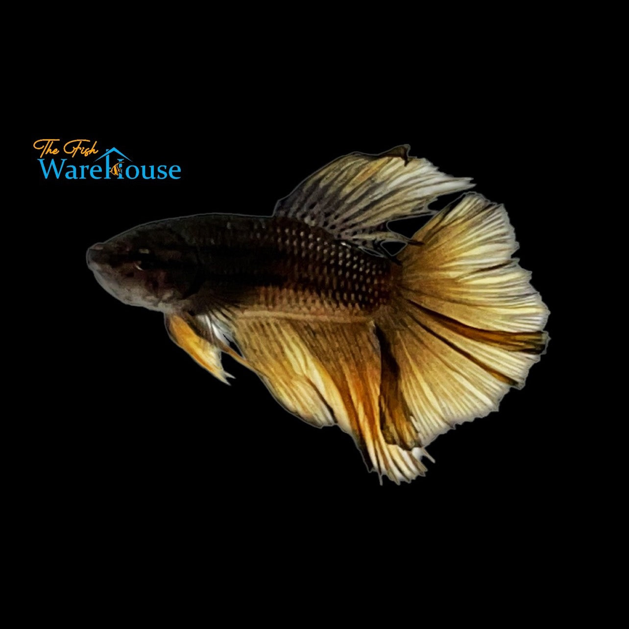 Black Mustard Gas Halfmoon Betta - Male (Betta splendens)