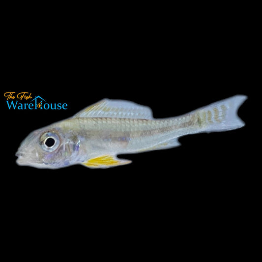 Orinoco Fairy Dwarf Cichlid (Biotecus dicentrarchus)