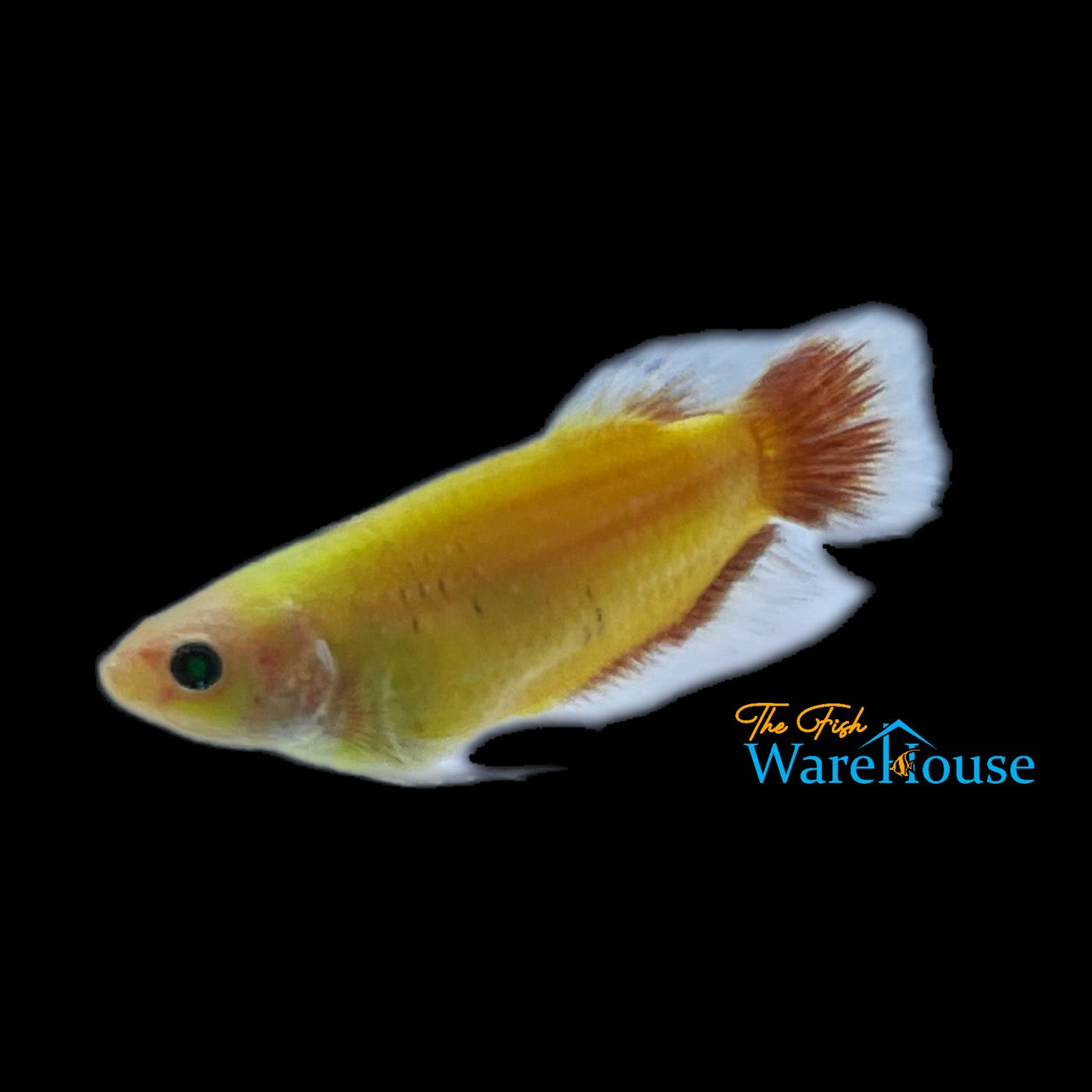 GloFish Betta (Betta splendens)