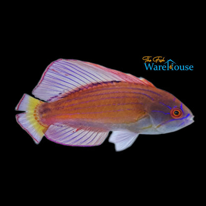 Eightline Flasher Wrasse (Paracheilinus octotaenia)