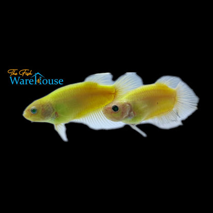 GloFish Betta (Betta splendens)