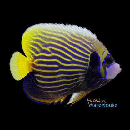 Emperor Angelfish - Adult (Pomacanthus imperator)