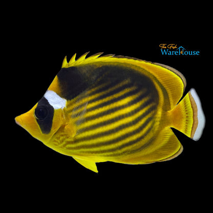 African Raccoon Butterflyfish (Chaetodon fasciatus)