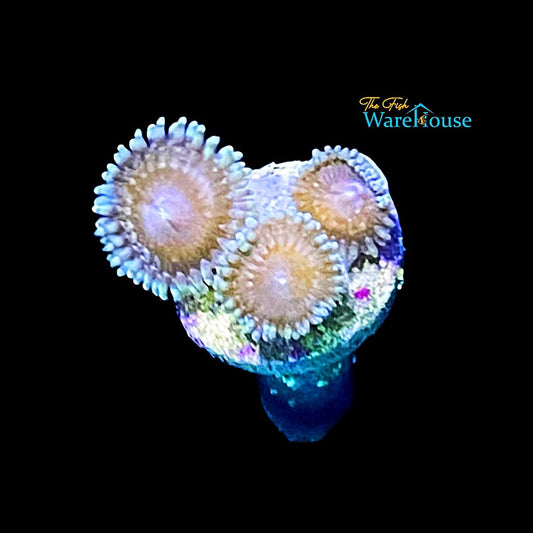 Assorted Zoa Frag (Zoanthid sp.)