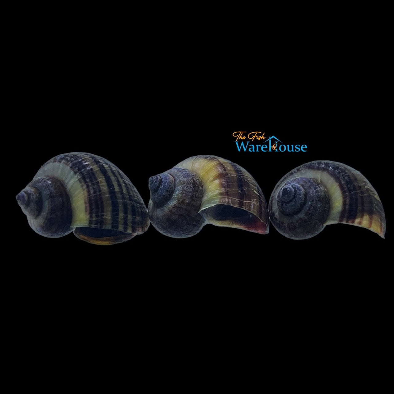 Black Mystery Snail (Pomacea bridgesii)