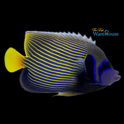 Emperor Angelfish - Adult (Pomacanthus imperator)