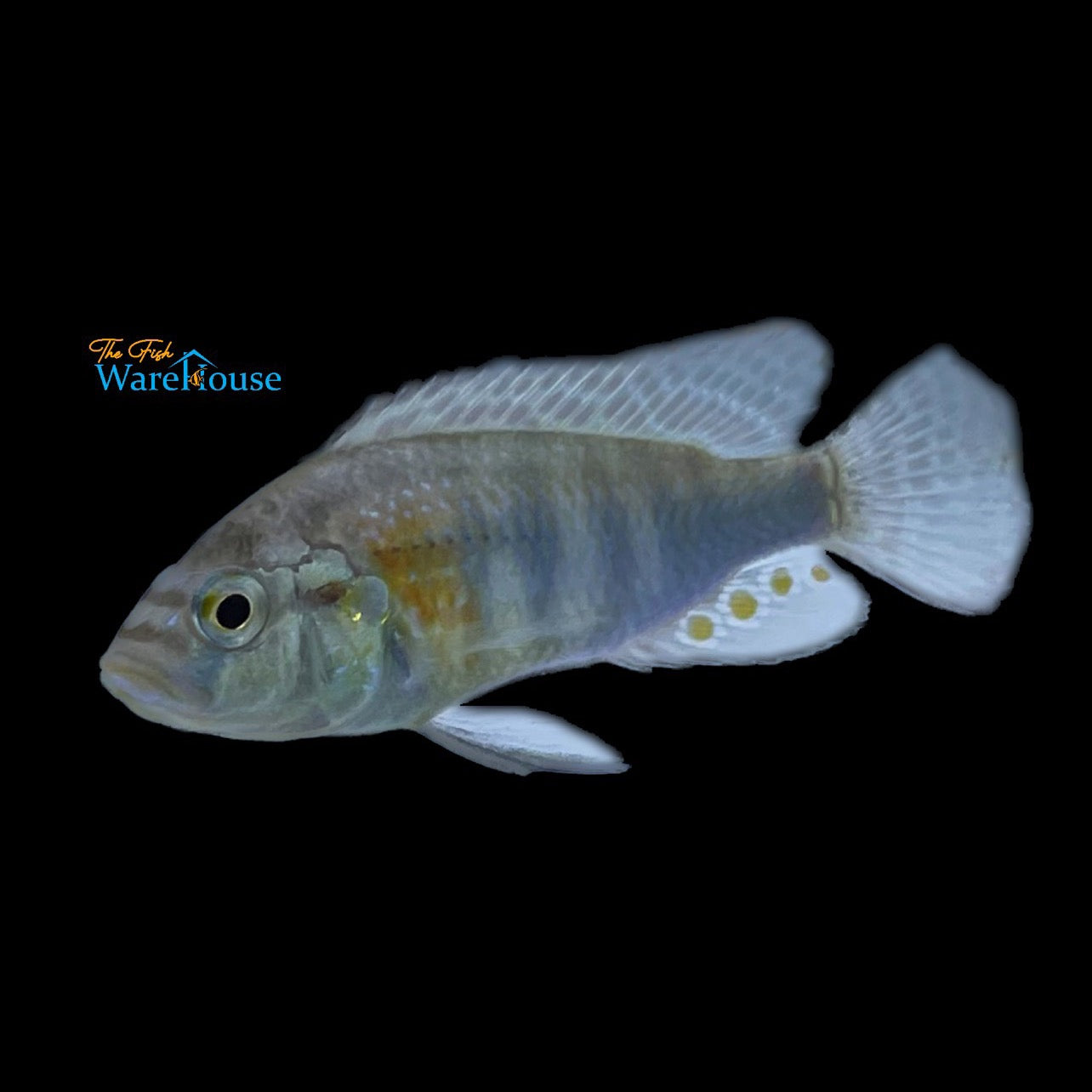 Astatotilapia Burtoni