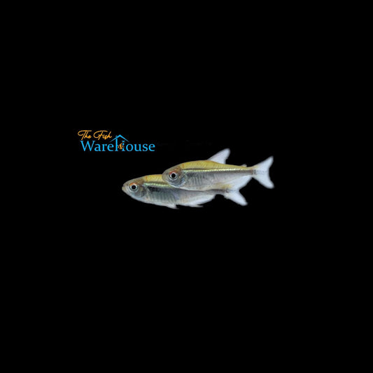 Black Neon Tetra ( Hyphessobrycon herbertaxelrodi)