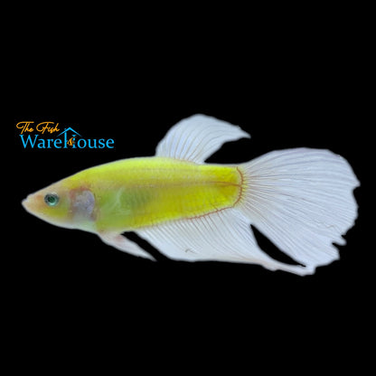 GloFish Betta (Betta splendens)