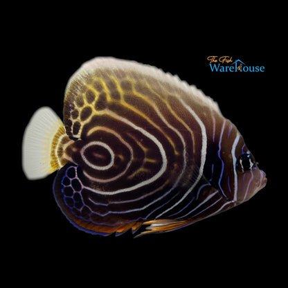 Emperor Angelfish - Transitioning (Pomacanthus imperator)