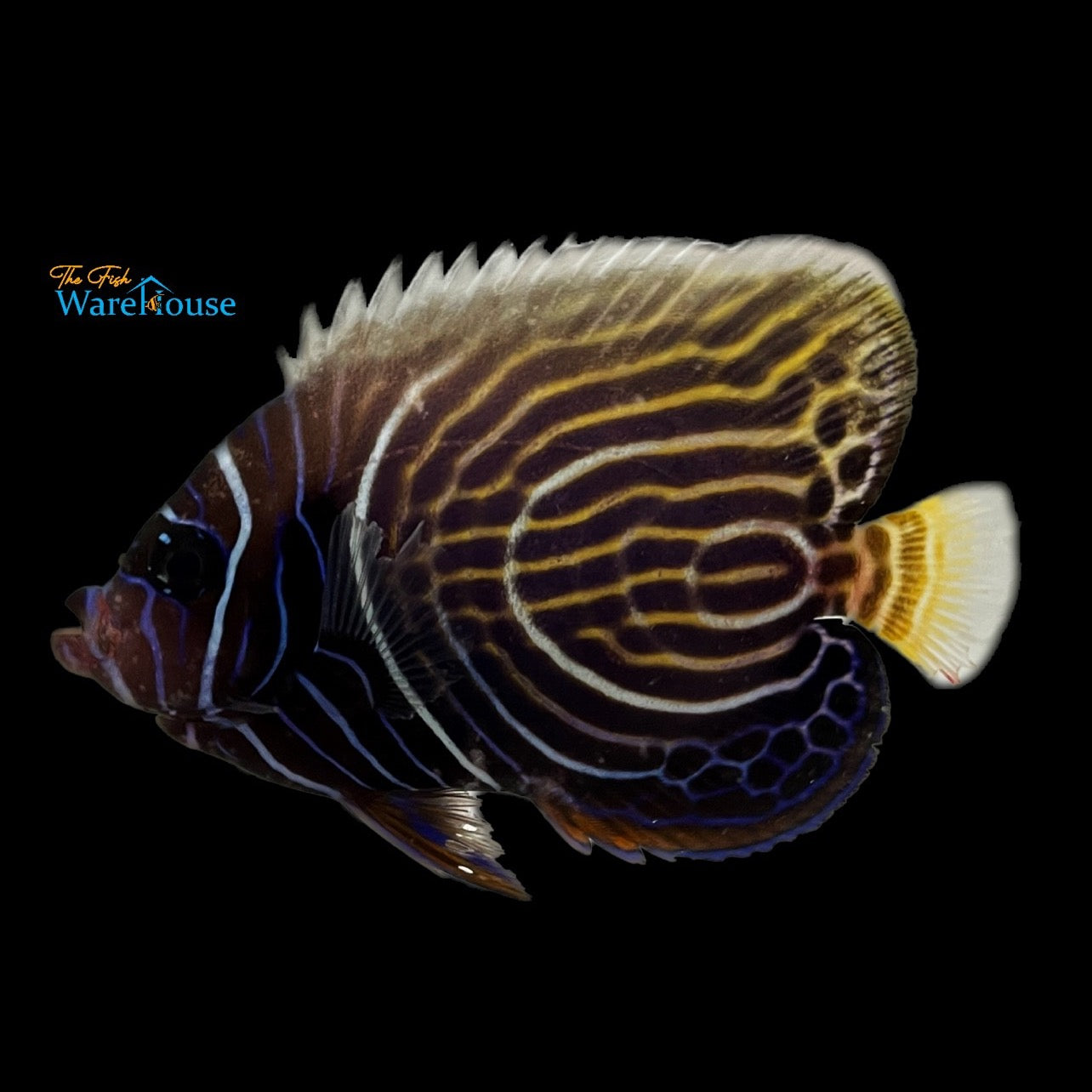 Emperor Angelfish - Transitioning (Pomacanthus imperator)