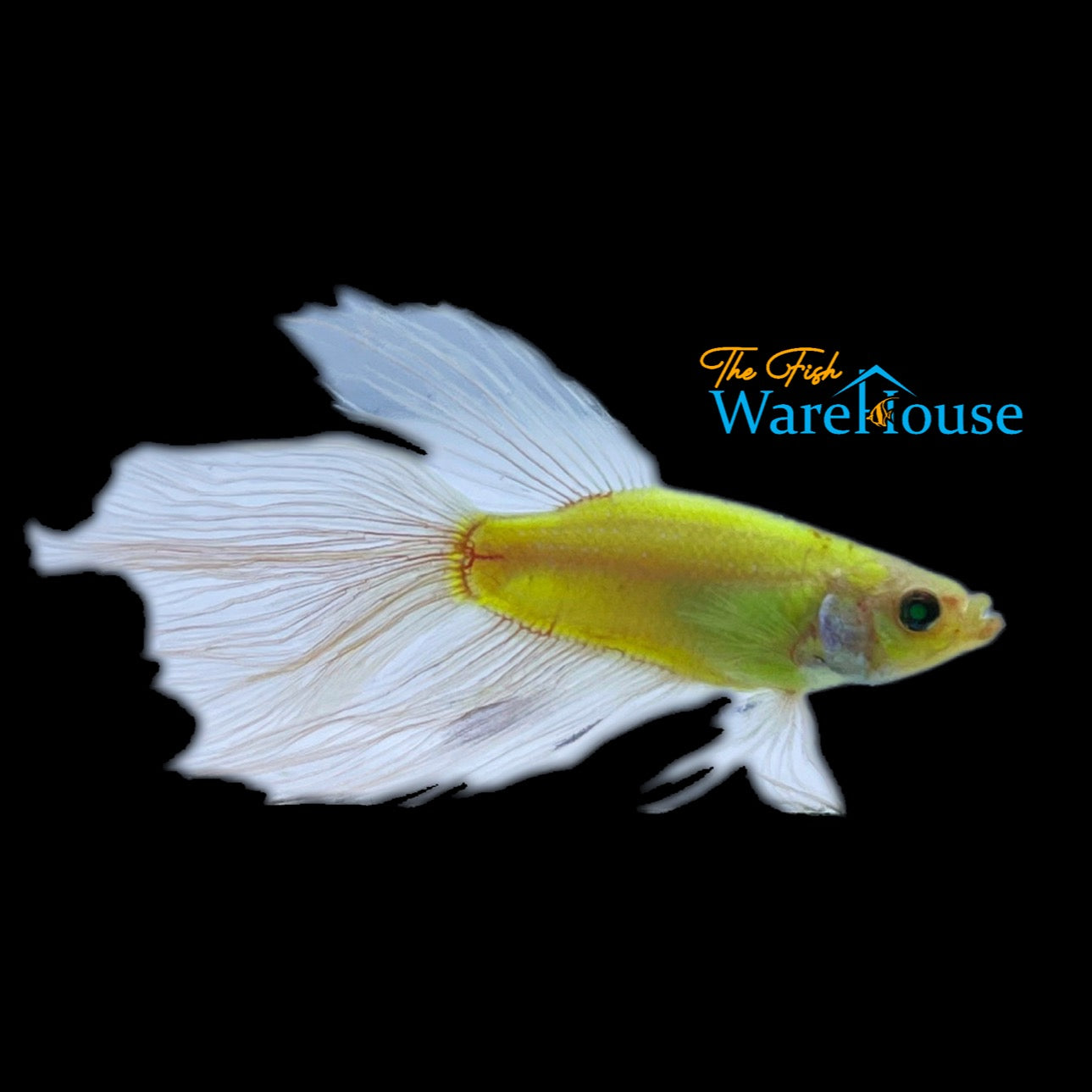 GloFish Betta (Betta splendens)