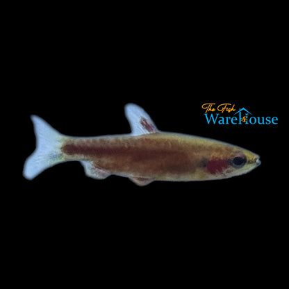 Rio Amaya Super Red Pencilfish (Nannostomus sp. super red 'Rio Amaya' III)