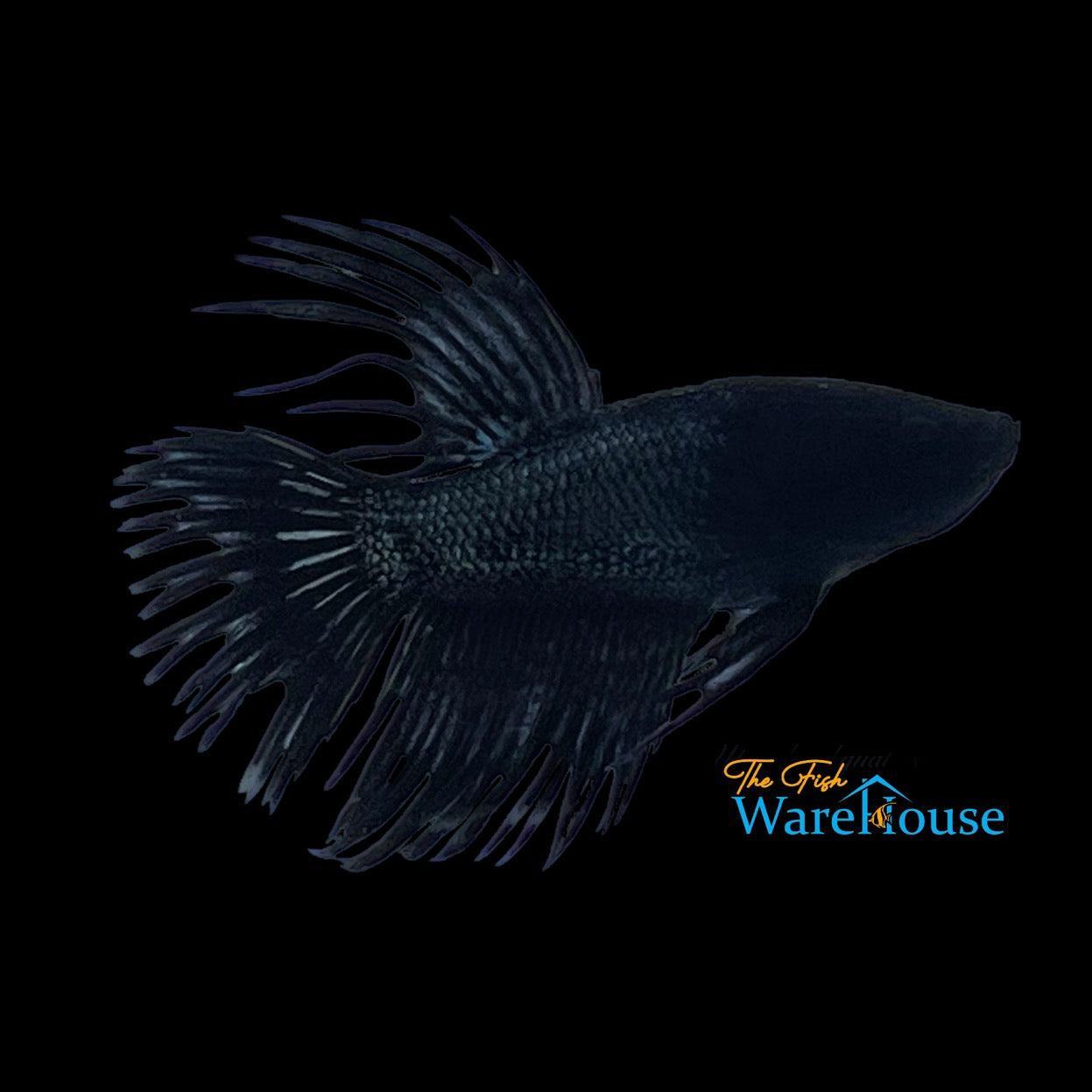 Black Orchid Crowntail Betta - Male (Betta splendens)