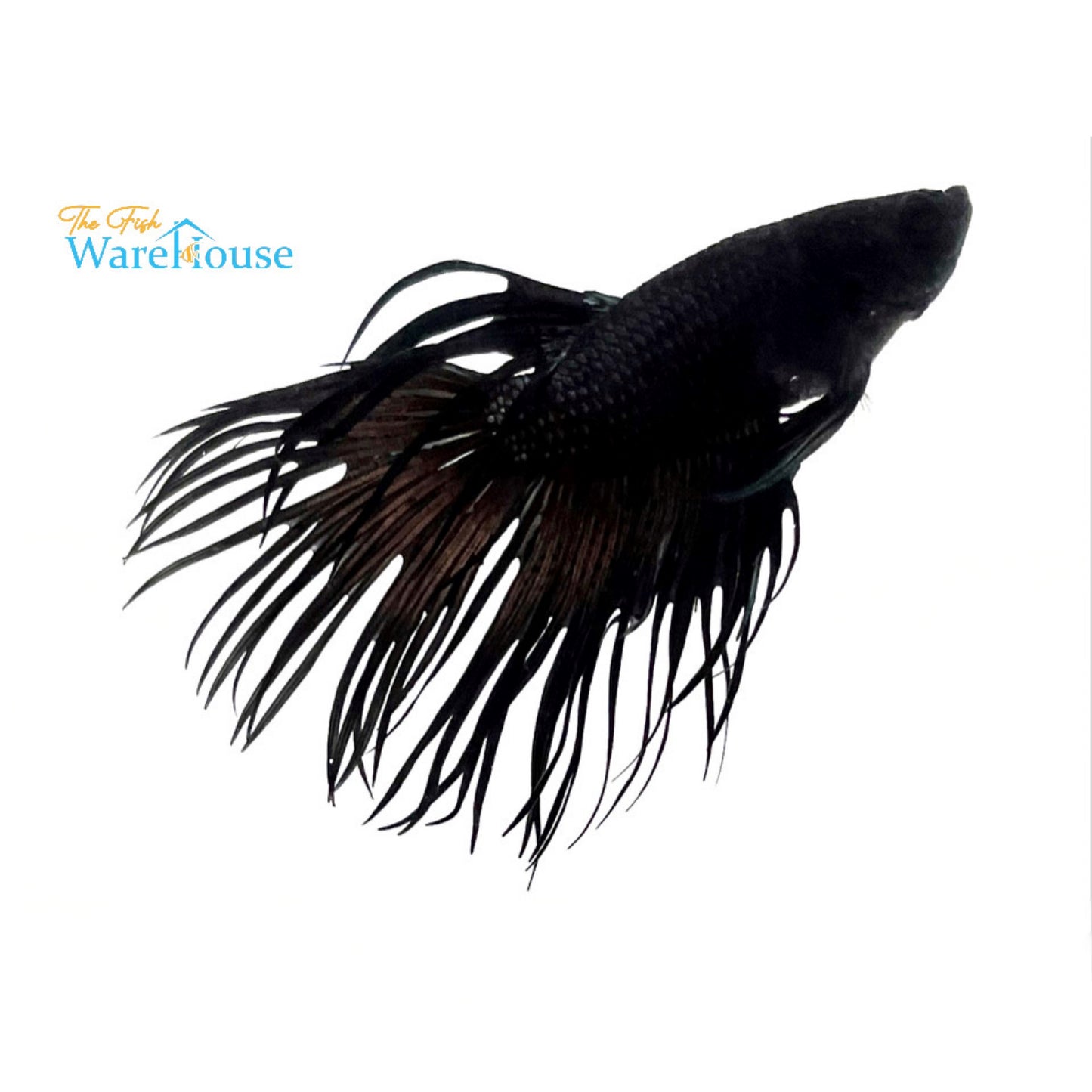 Black Orchid Crowntail Betta - Male (Betta splendens)