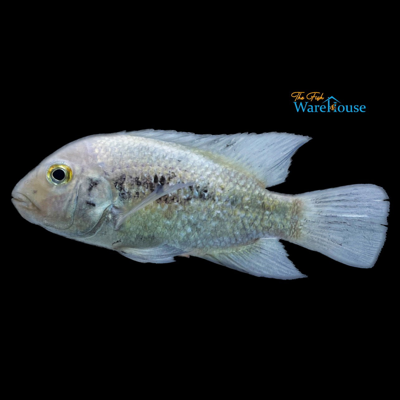 Black Throat Cichlid (Astatheros macracanthus)