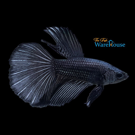 Black Orchid Halfmoon Betta - Male (Betta splendens)