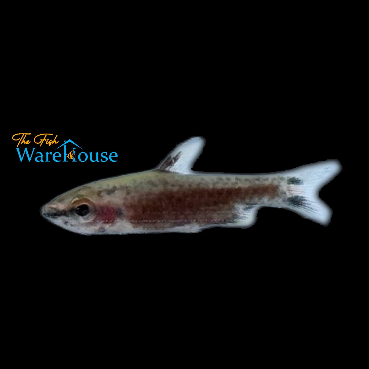 Rio Amaya Super Red Pencilfish (Nannostomus sp. super red 'Rio Amaya' III)