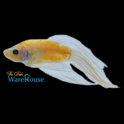 GloFish Betta (Betta splendens)