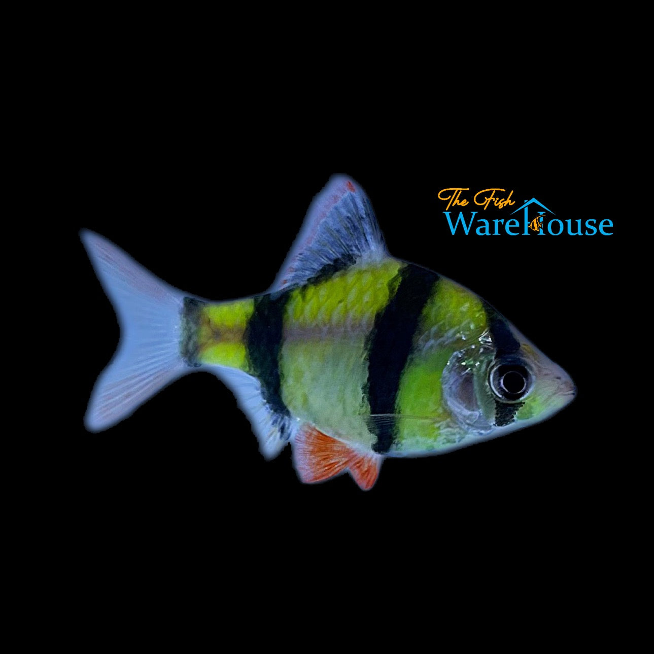 GloFish Barb (Puntius tetrazona)