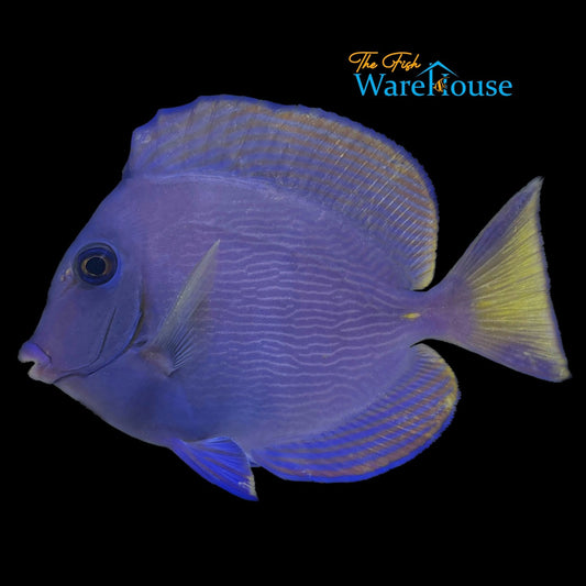 Atlantic Blue Tang (Acanthurus coeruleus)