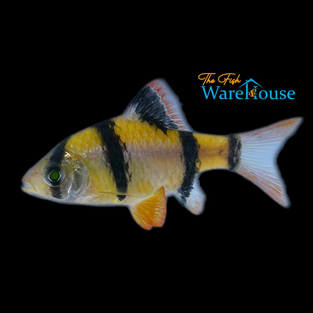 GloFish Barb (Puntius tetrazona)