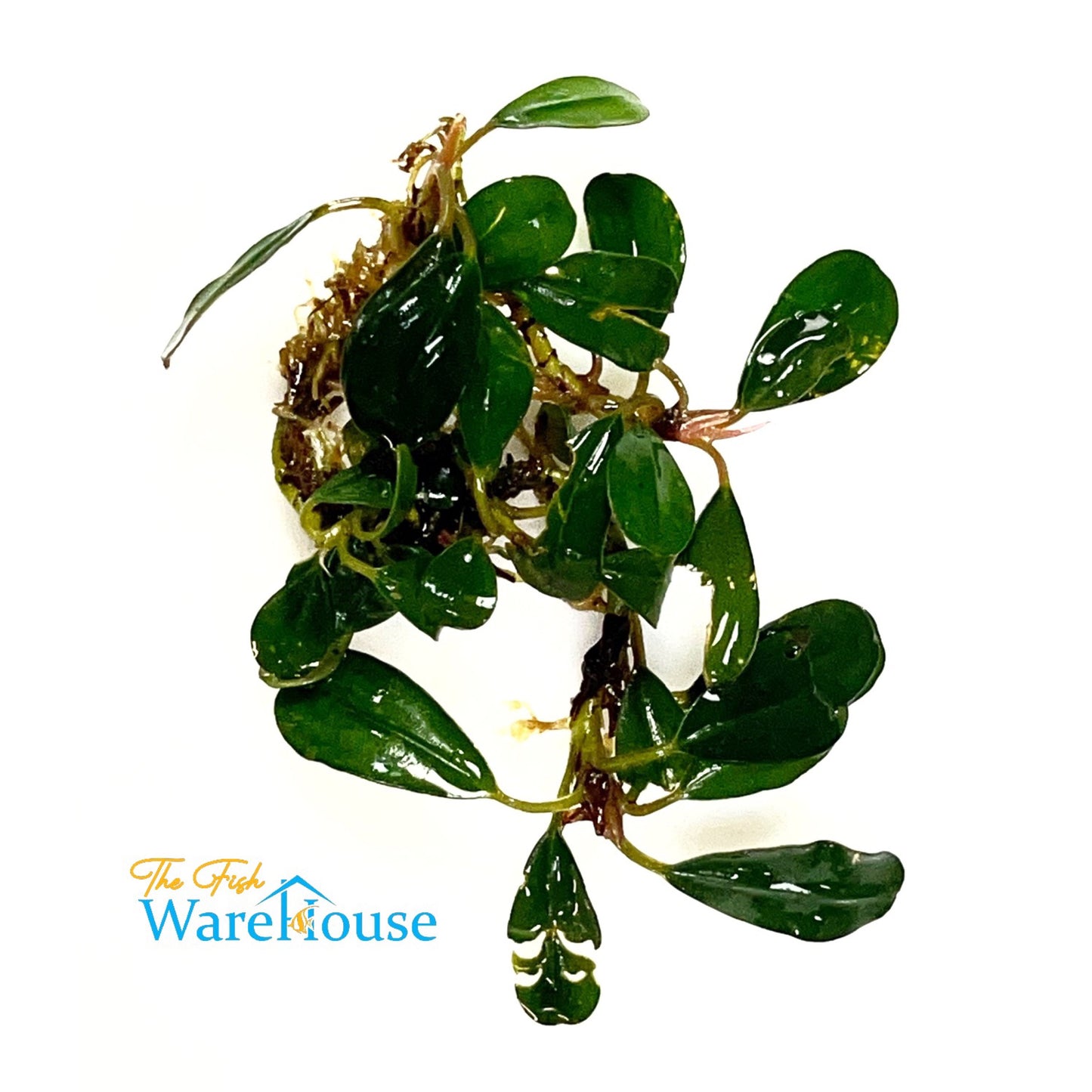 Black Pearl Bucephalandra