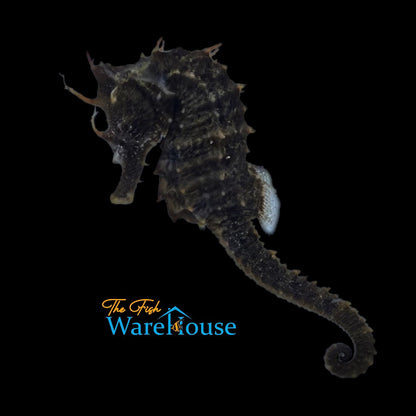 Erectus Seahorse - Wild (Hippocampus erectus)