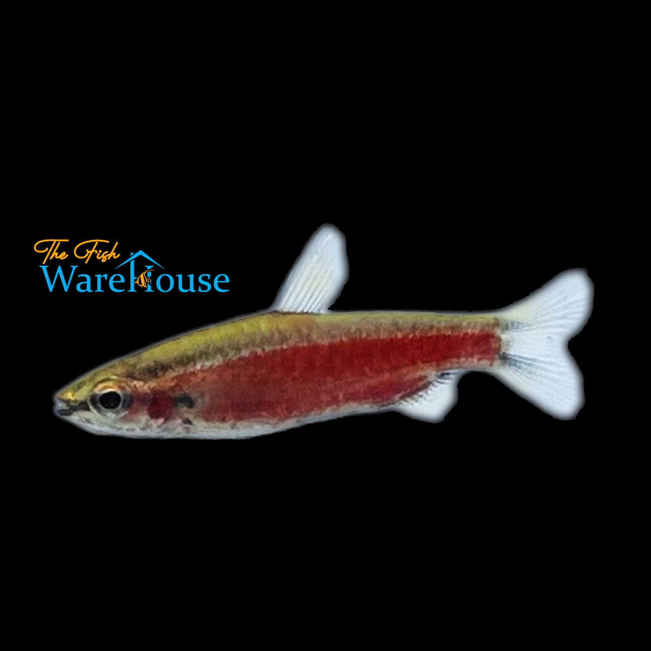 Cenepa Super Red Pencilfish (Nannostomus sp. cenepa super red IV)