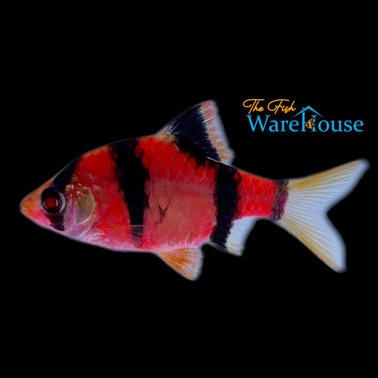 GloFish Barb (Puntius tetrazona)