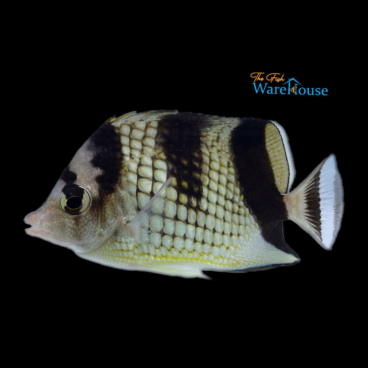 Black Pearlscale Butterflyfish (Chaetodon argentatus)