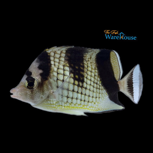 Black Pearlscale Butterflyfish (Chaetodon argentatus)