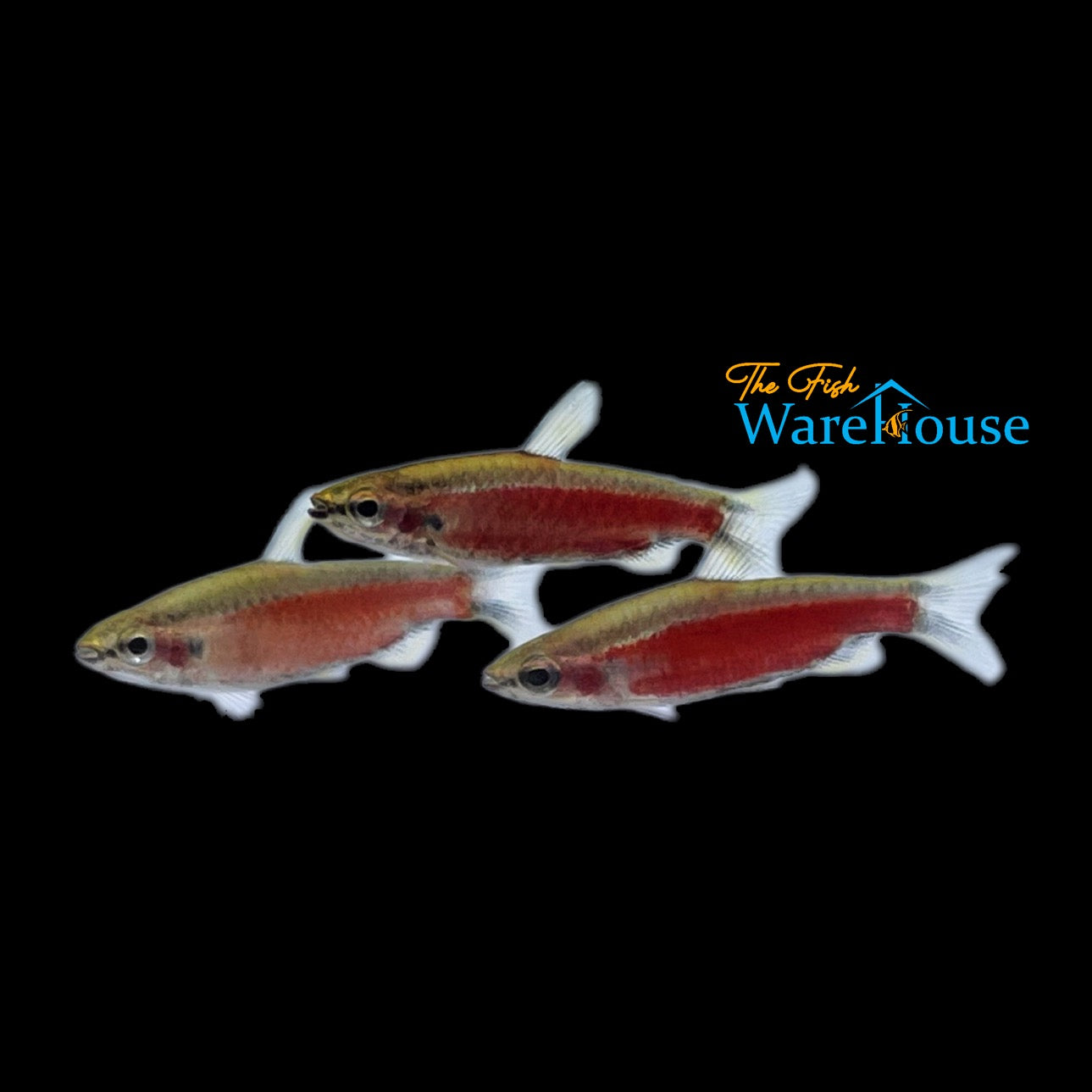 Cenepa Super Red Pencilfish (Nannostomus sp. cenepa super red IV)