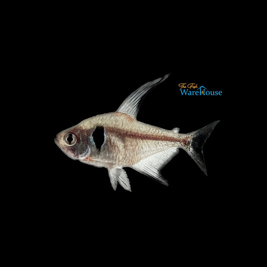 Black Phantom Tetra (Hyphessobrycon megalopterus)