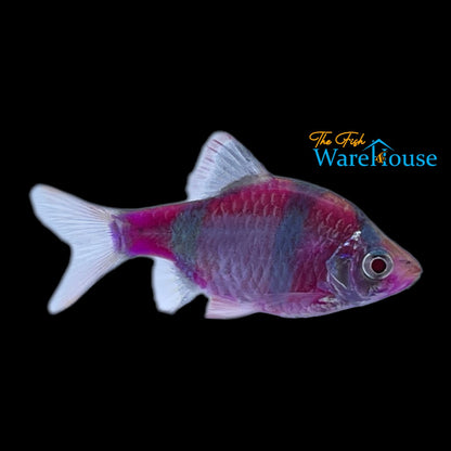 GloFish Barb (Puntius tetrazona)