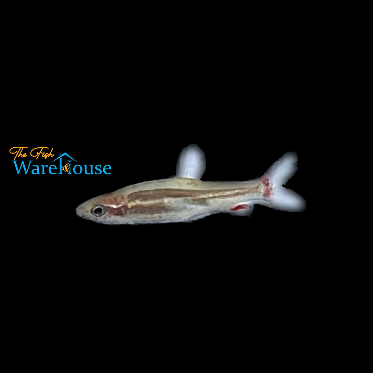 Anduze's Dwarf Pencilfish (Nannostomus anduzei)