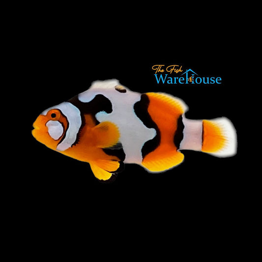 Black Picasso P3 Clownfish (Amphiprion percula)