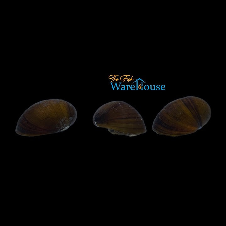 Black Racer Nerite Snail (Neritina pulligera)