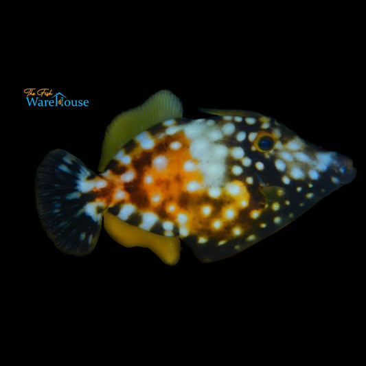 White Spotted Filefish (Cantherhines macrocerus)
