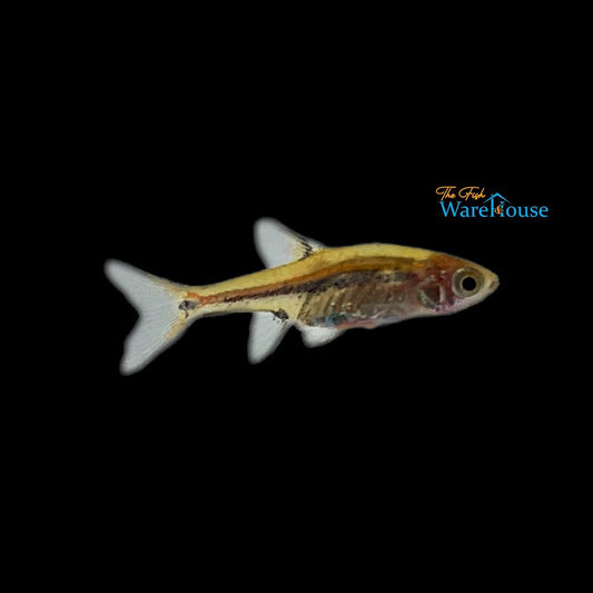 Exclamation Point Rasbora (Boraras urophthalmoides)