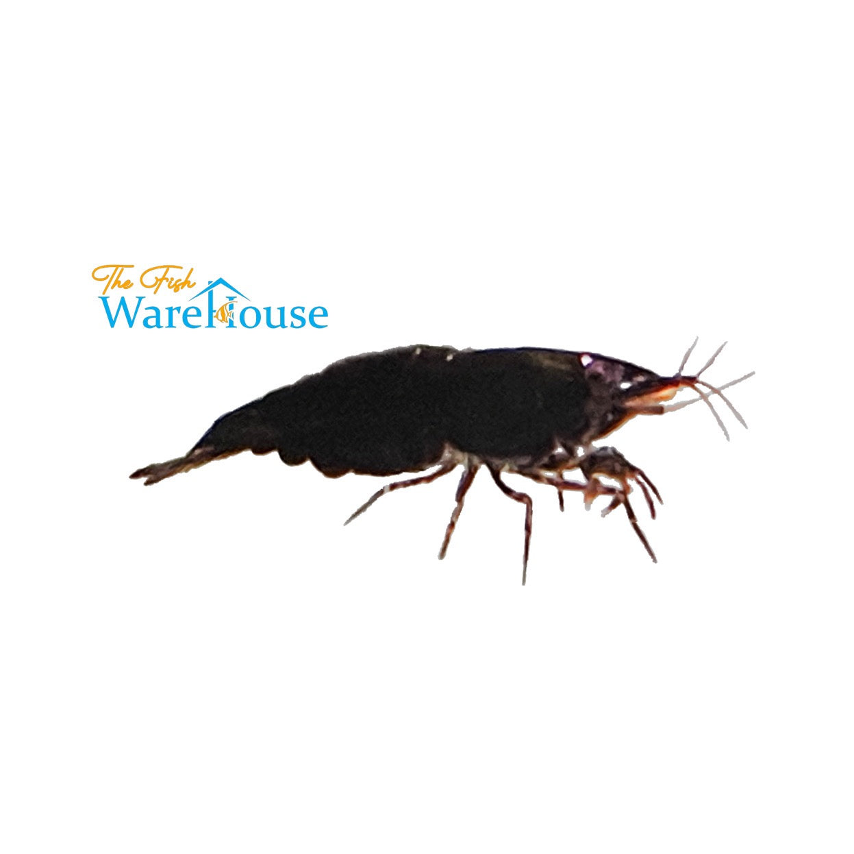 Black Rose Shrimp (Neocaridina davidi)