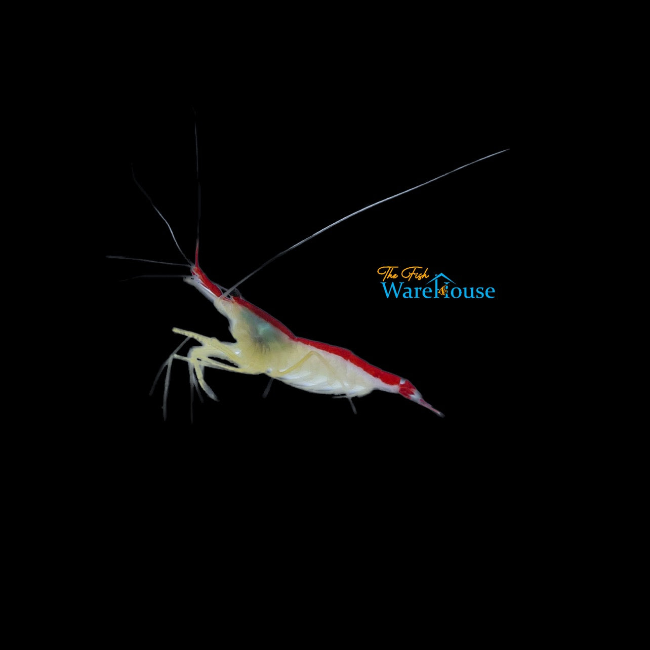 Atlantic Cleaner Shrimp (Lysmata grabhami)